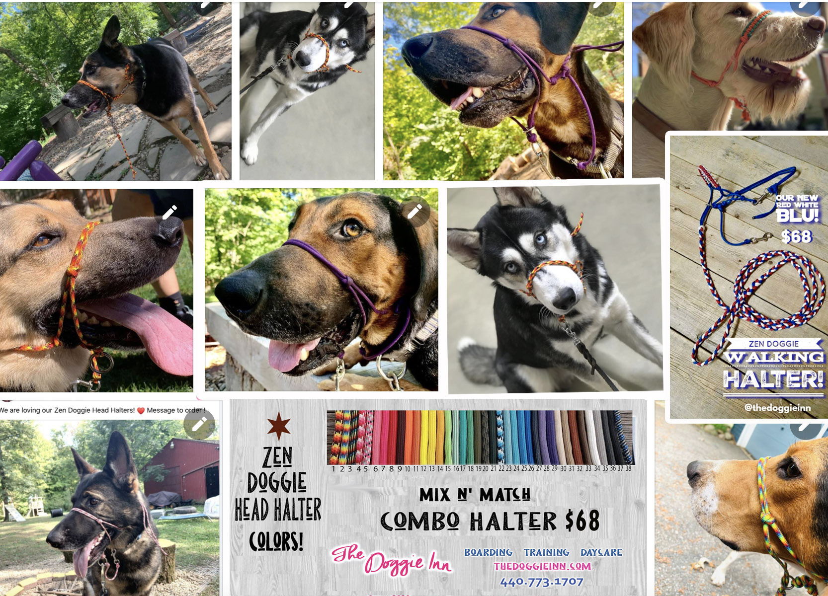 The Doggie Inn Grafton's Premier Dog Boarding & Training Facility